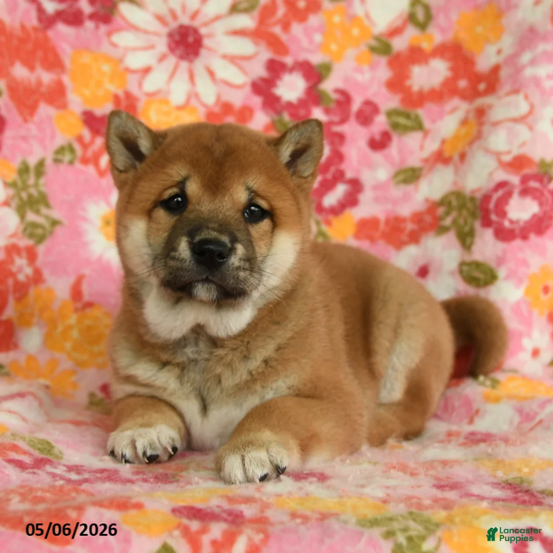 Shiba Inu dogs for sale: Sunflower - Ad 5
