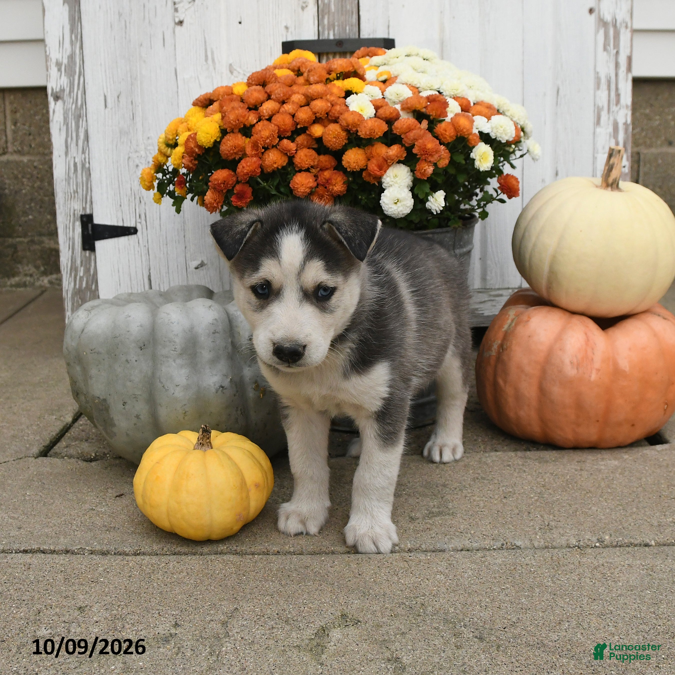 Mixed Breed dogs for sale: Dodge  - Ad 2