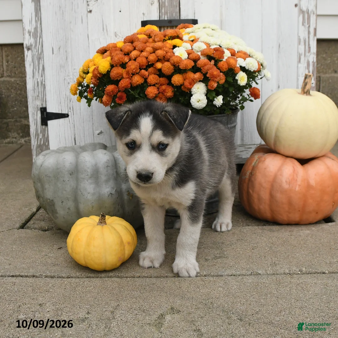 Mixed Breed dogs for sale: Dodge  - Ad 2