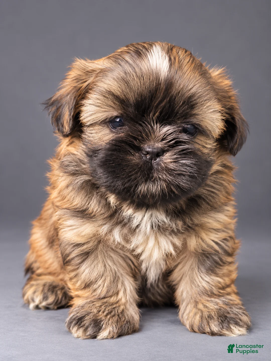 Shih Tzu dogs for sale: Waffles - Ad 1