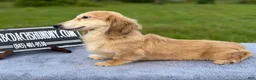 Miniature Dachshund dogs for sale: Cream - Ad 7
