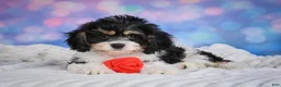 Cavachon dogs for sale: Teddy - Ad 5