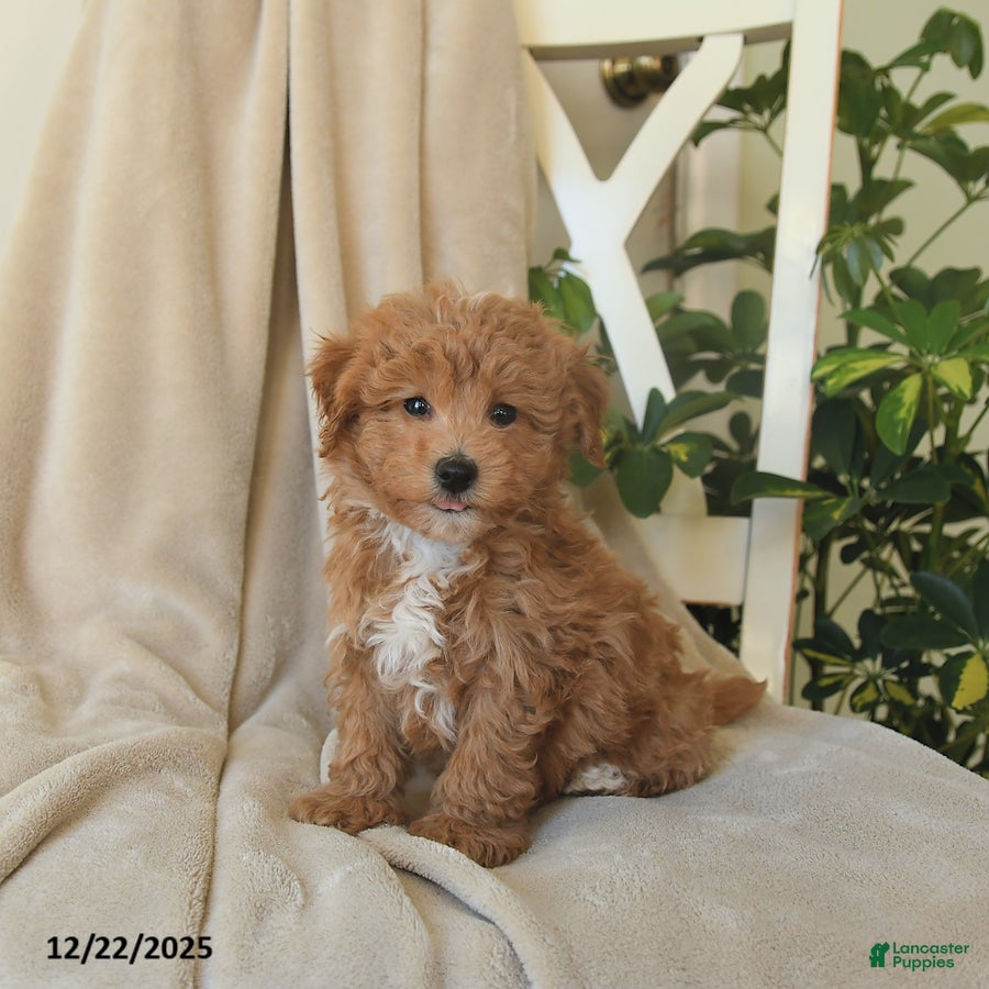 Havapoo dogs Lightning - Ad 28