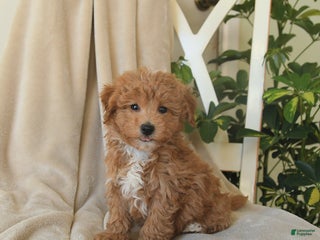 Havapoo dogs Lightning - Ad 28