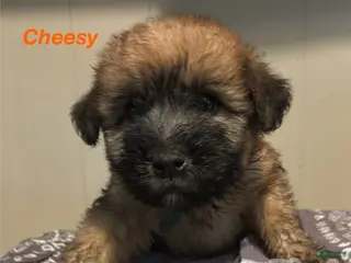 Soft Coated Wheaten Terrier dogs Cheesy - Ad 2