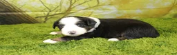 Miniature Australian Shepherd dogs for sale: Jubilee - Ad 2