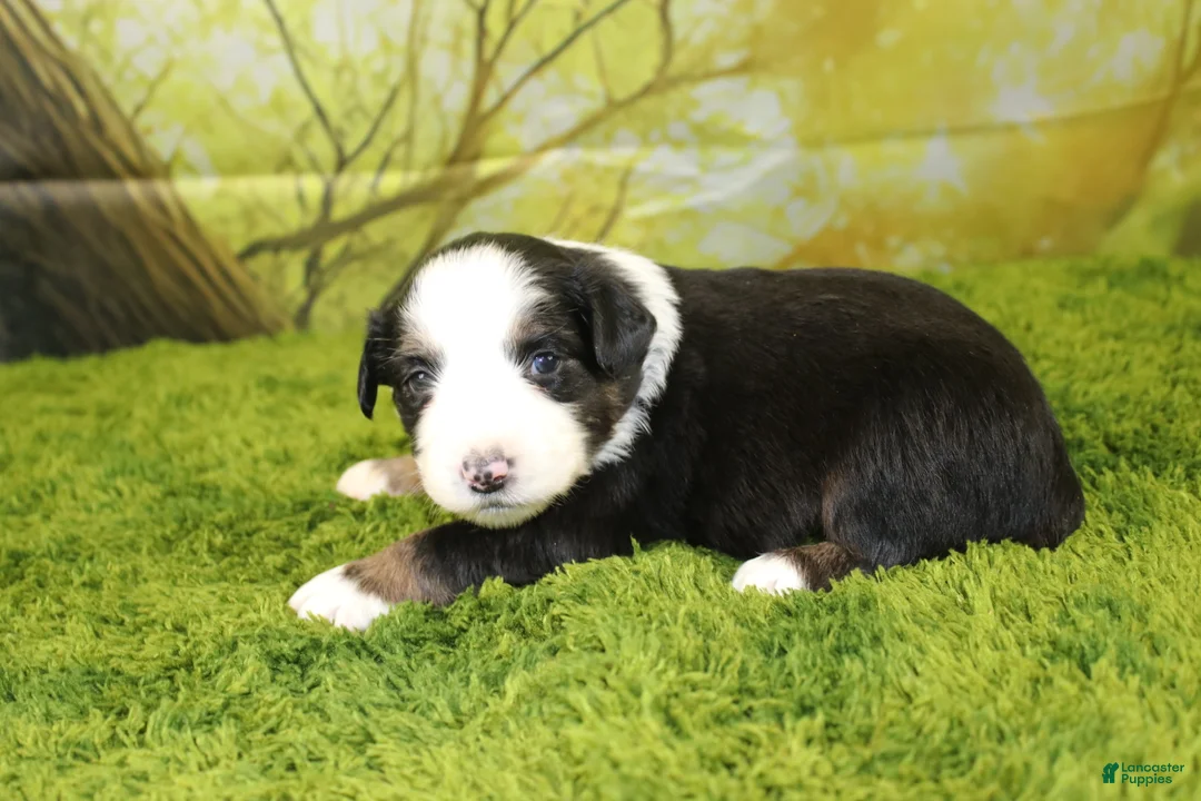 Miniature Australian Shepherd dogs for sale: Jubilee - Ad 2