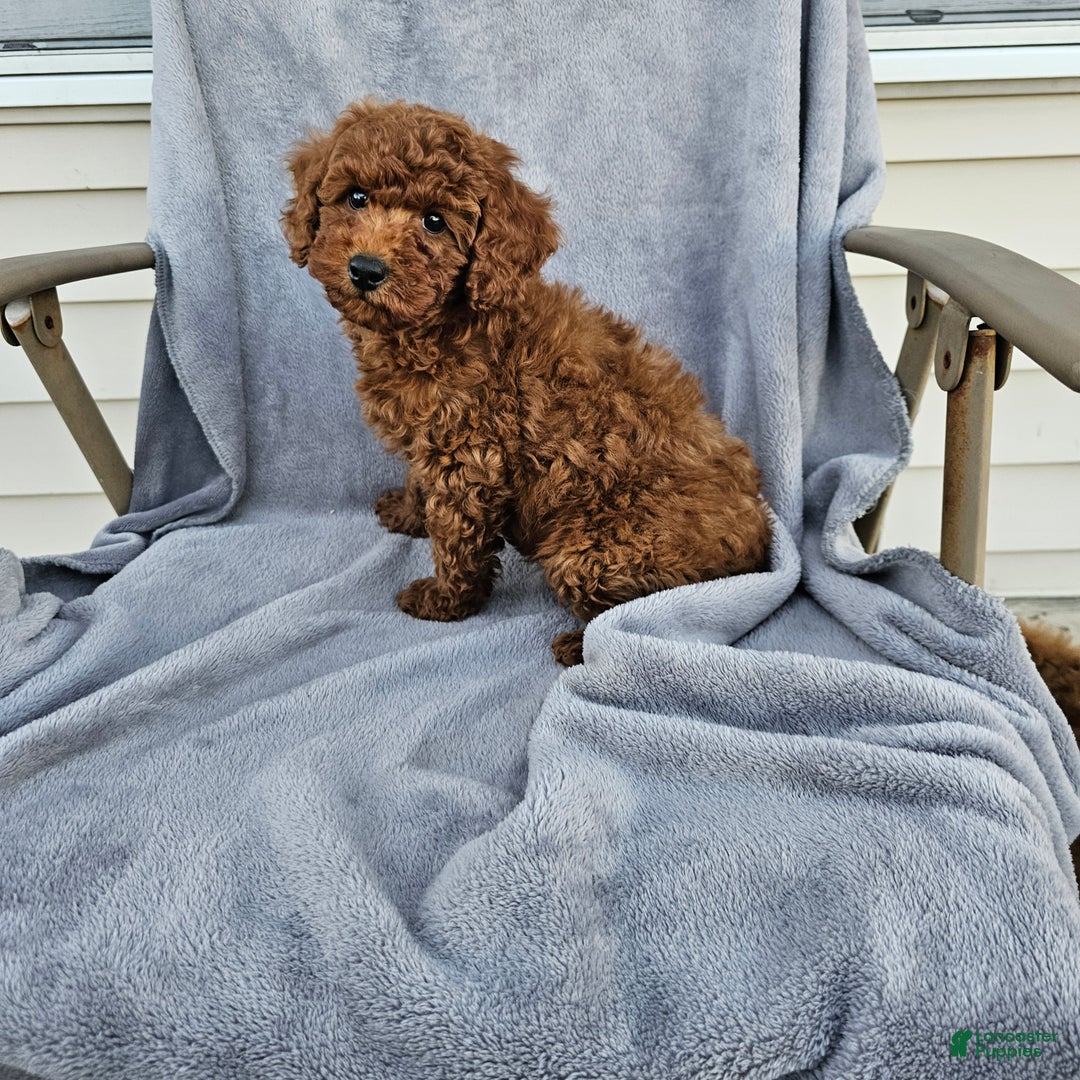 Toy Poodle dogs for sale: Reeces - Ad 1