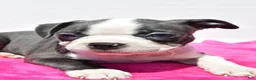 Boston Terrier dogs for sale: Roxy - Ad 6