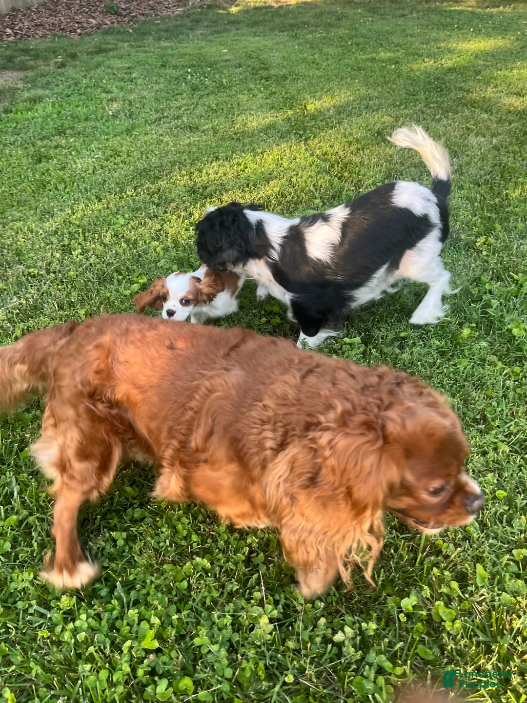 Gallery Image {{count}}