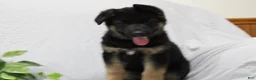 German Shepherd dogs for sale: Elsa  - Ad 8