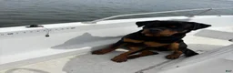 Rottweiler dogs for sale: Scarlett - Ad 13