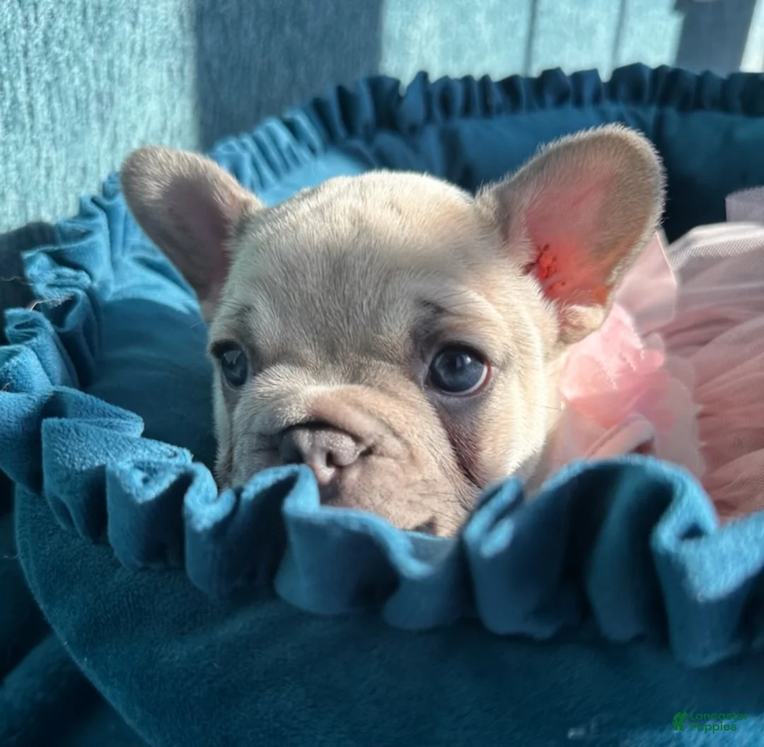 French Bulldog dogs for sale: Lilac Pretty - Ad 8