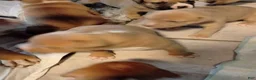American Pit Bull Terrier dogs for sale: Lucy - Ad 3