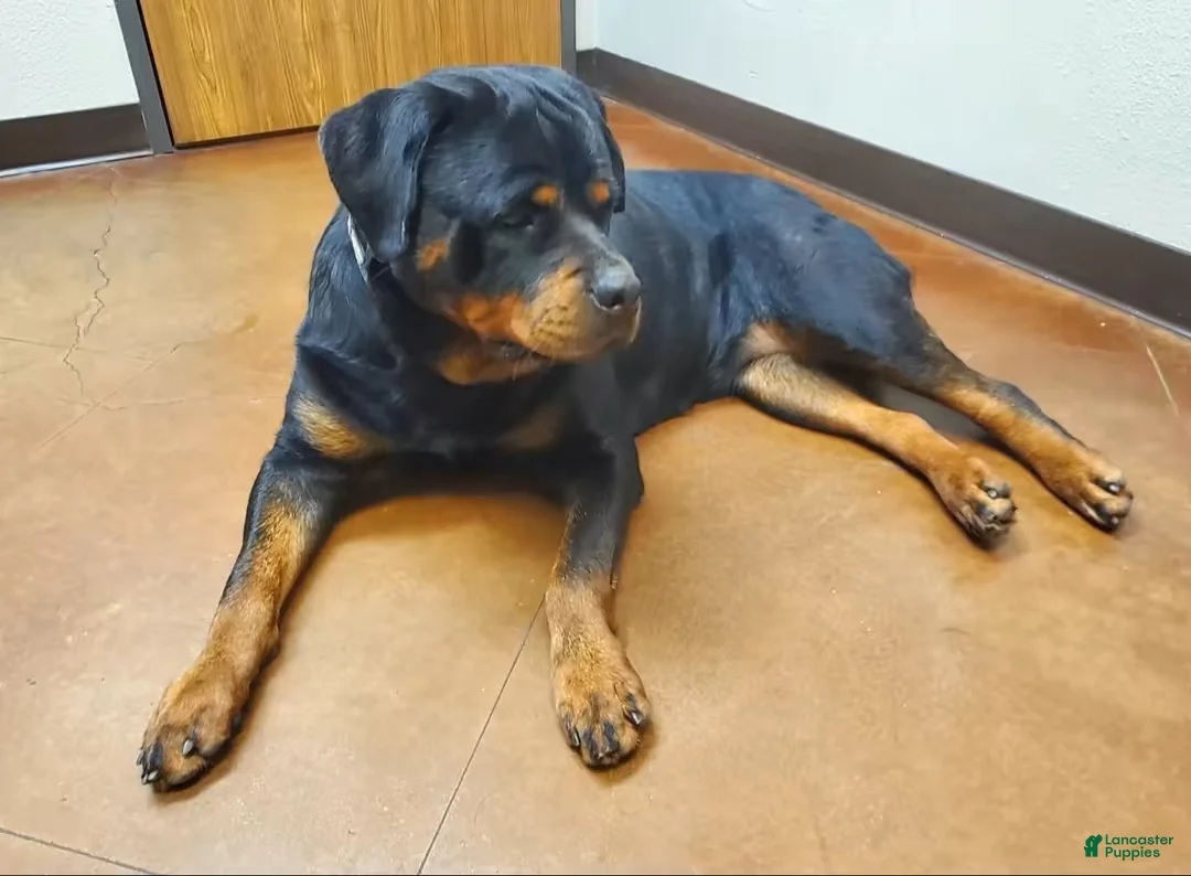 Rottweiler dogs for sale: Rottweiler 3 - Ad 3