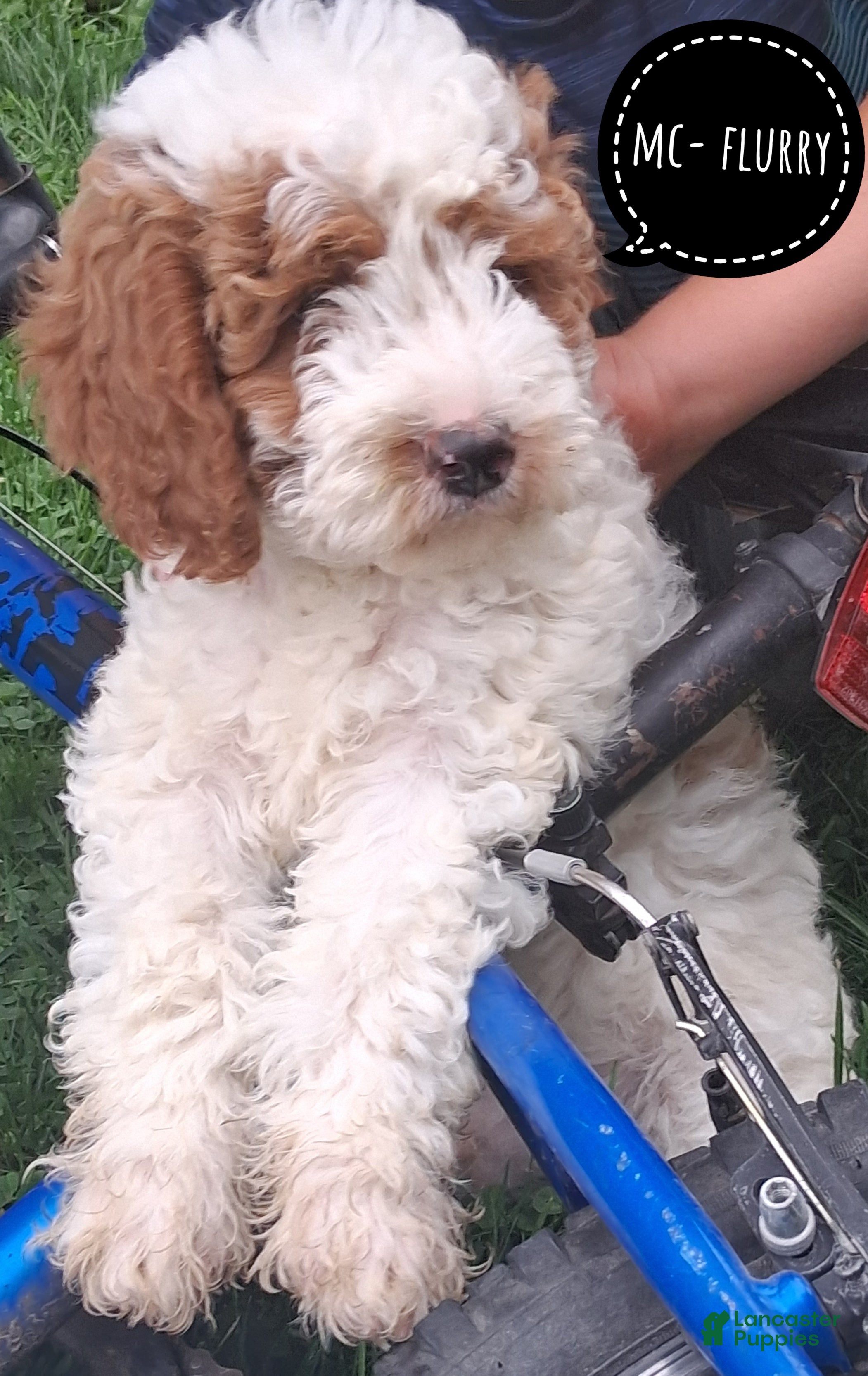 Cavapoo dogs Mc-Flurry - Ad 1