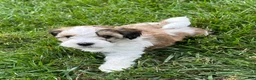 Havapoo dogs for sale: Leo - Ad 6