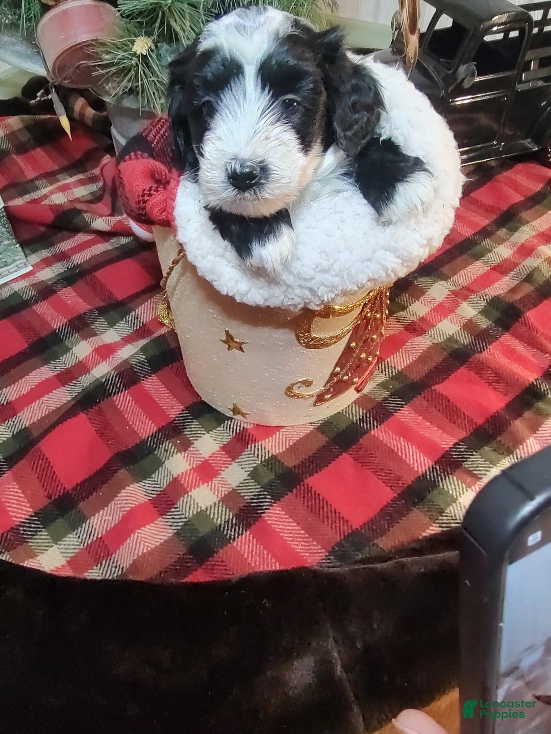 Mini Sheepadoodle dogs for sale: Buck - Ad 2