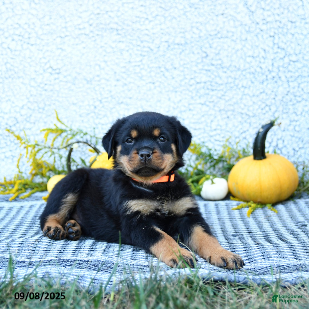 Rottweiler dogs for sale: Fizzy - Ad 5