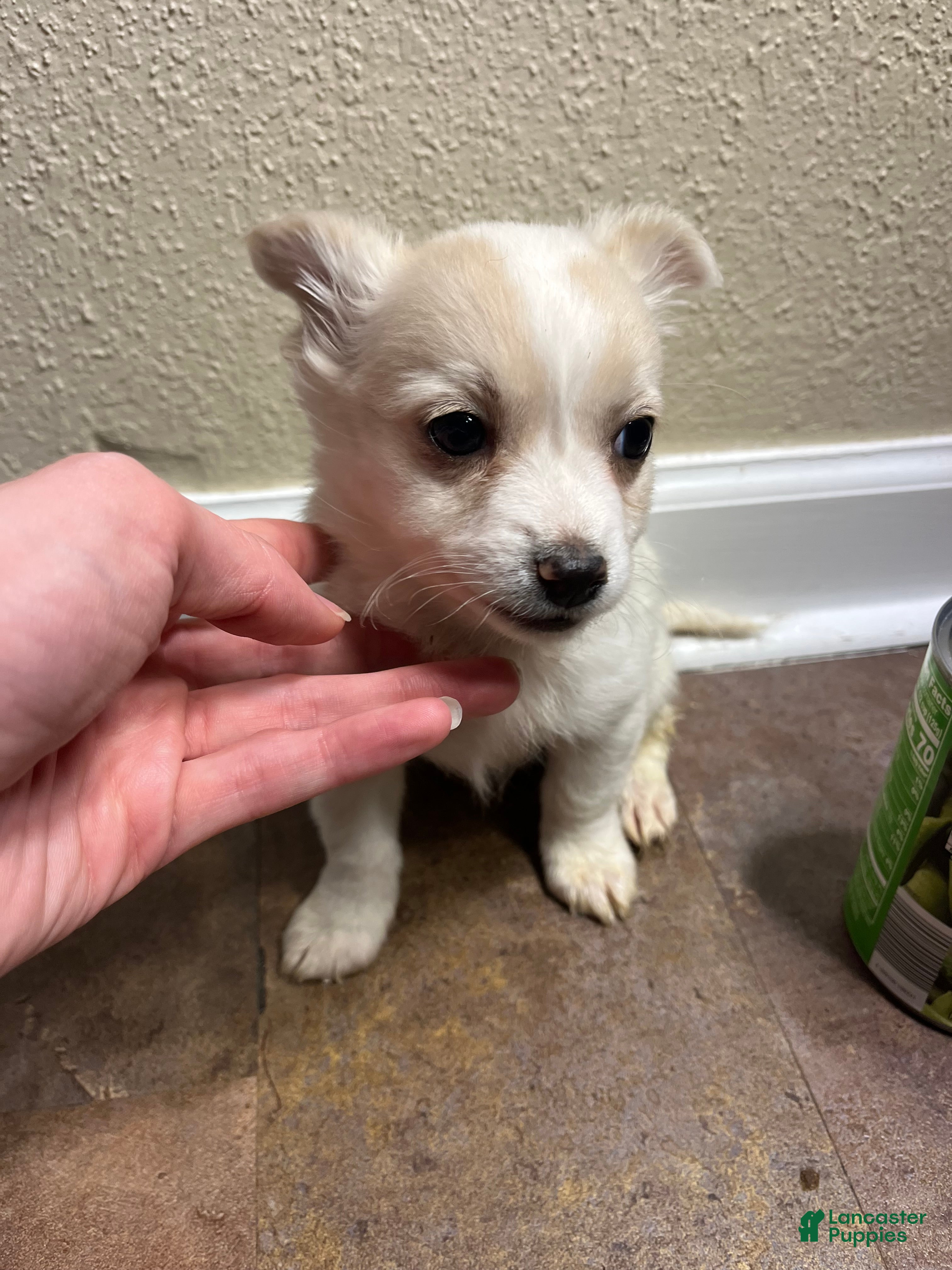 Chihuahua dogs Long hair-Sampson - Ad 41