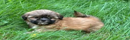 Shih Tzu dogs for sale: Shih Tzu 2 - Ad 3