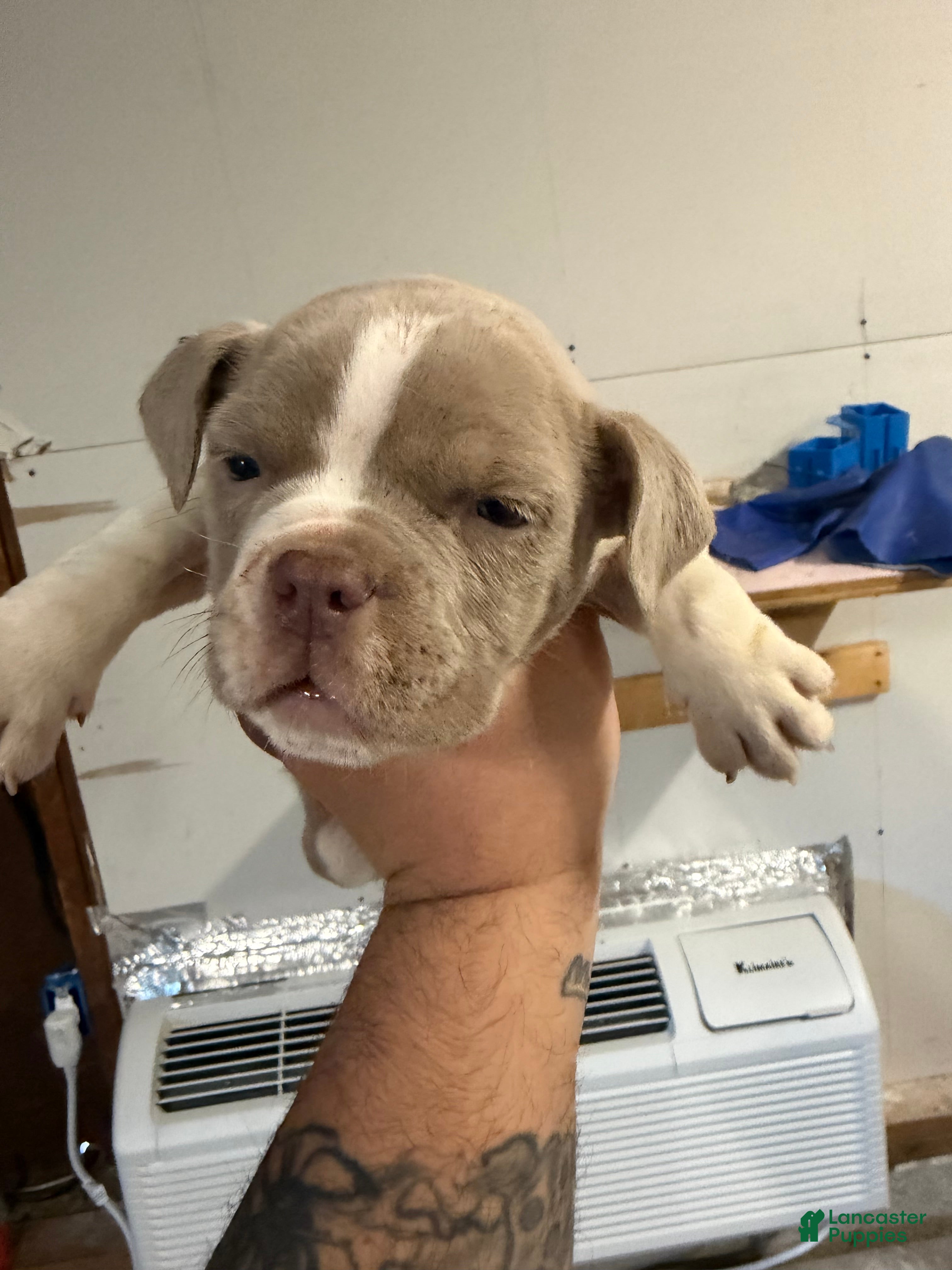 American Bully dogs American Bully Puppy 1 - Ad 18