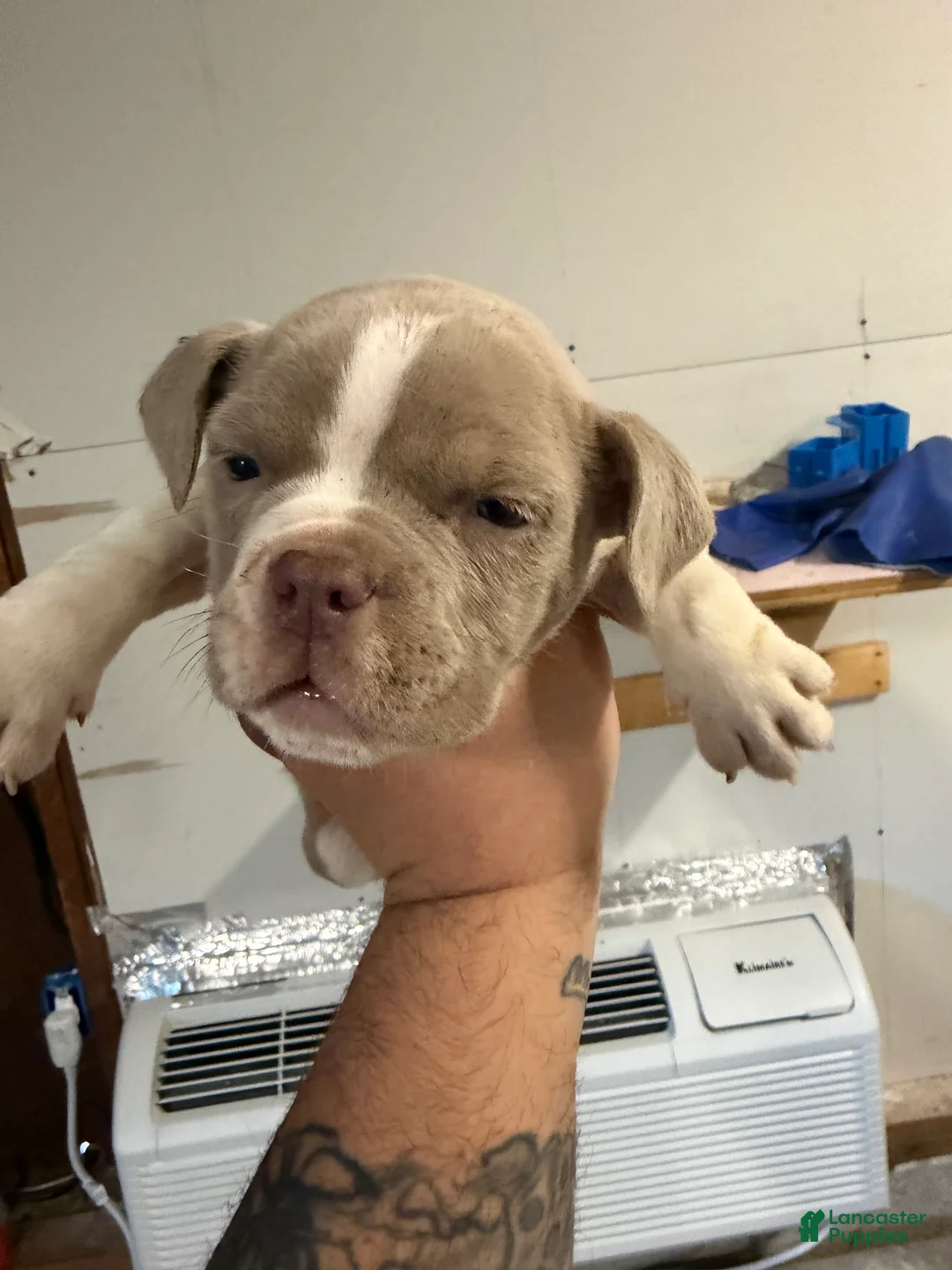 American Bully dogs for sale: American Bully Puppy 1 - Ad 3