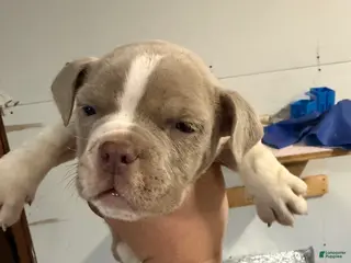 American Bully dogs American Bully Puppy 1 - Ad 28