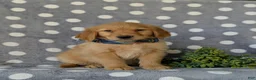 Golden Retriever dogs for sale: Colby - Ad 3