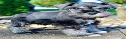Miniature Schnauzer dogs for sale: Teddy Male AKC Mini Schnauzer - Ad 4