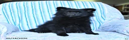 Pomsky dogs for sale: Misty - Ad 10