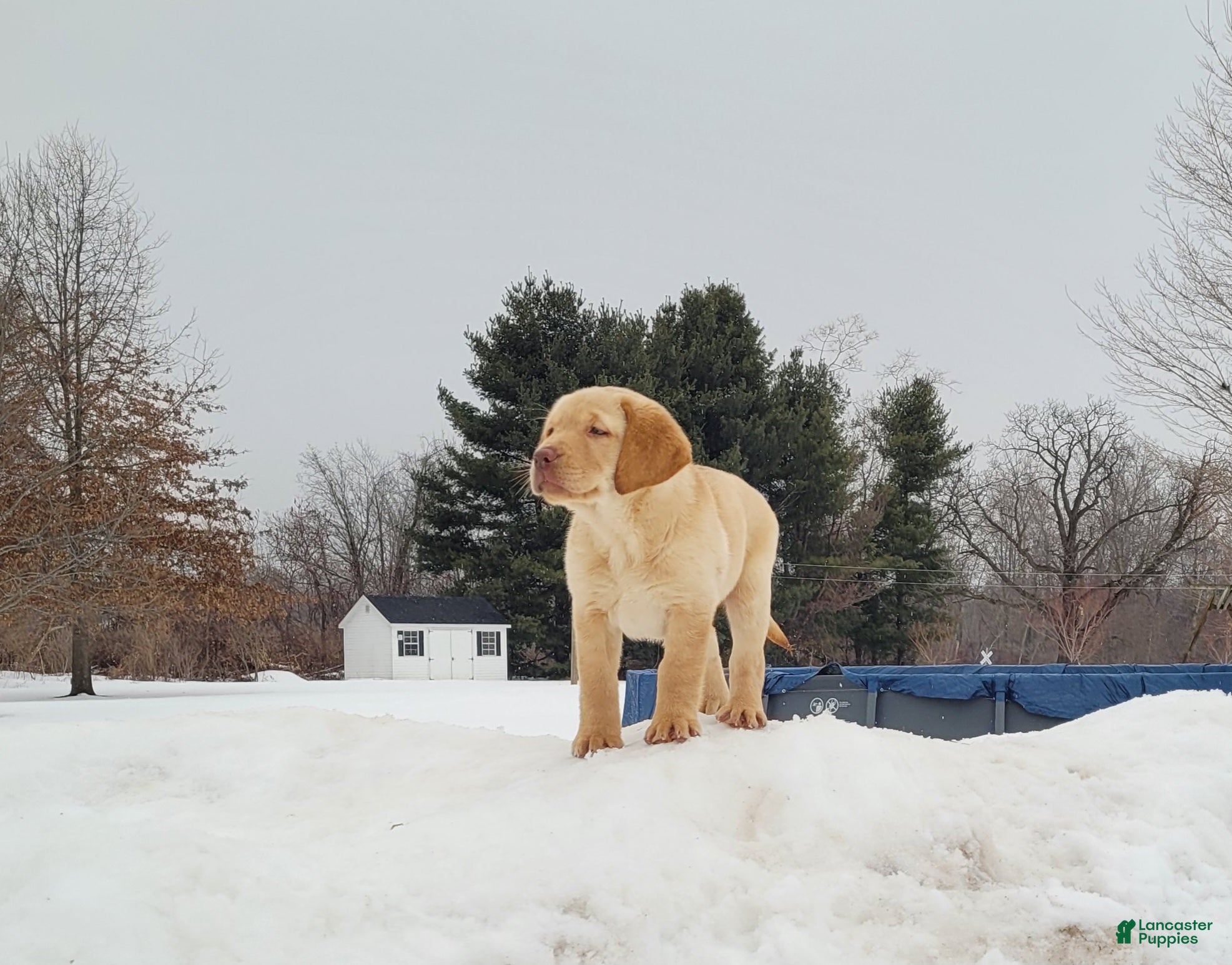 Labrador Retriever dogs Paisley  - Ad 2