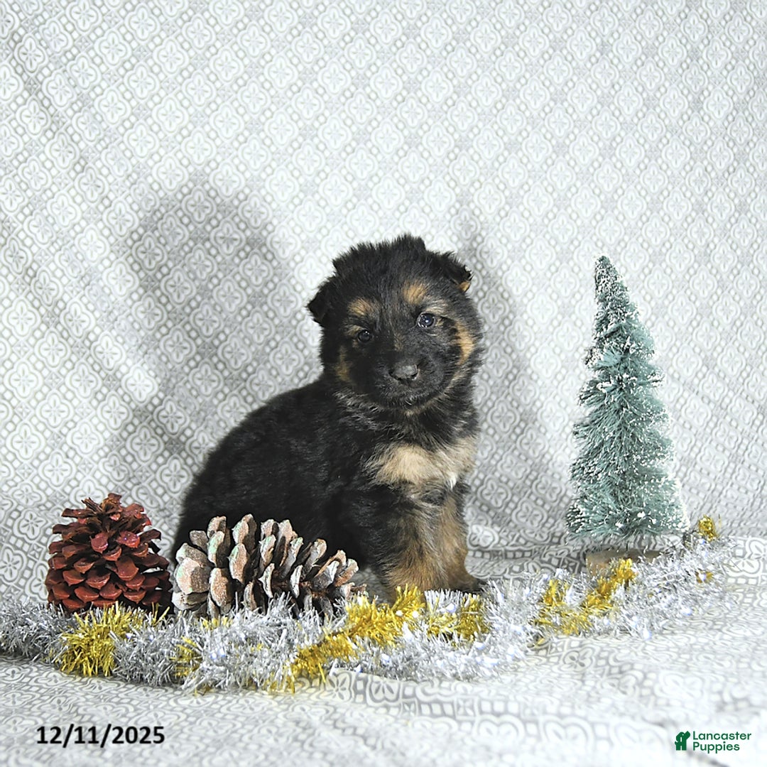 German Shepherd dogs for sale: Ozzy - Ad 5