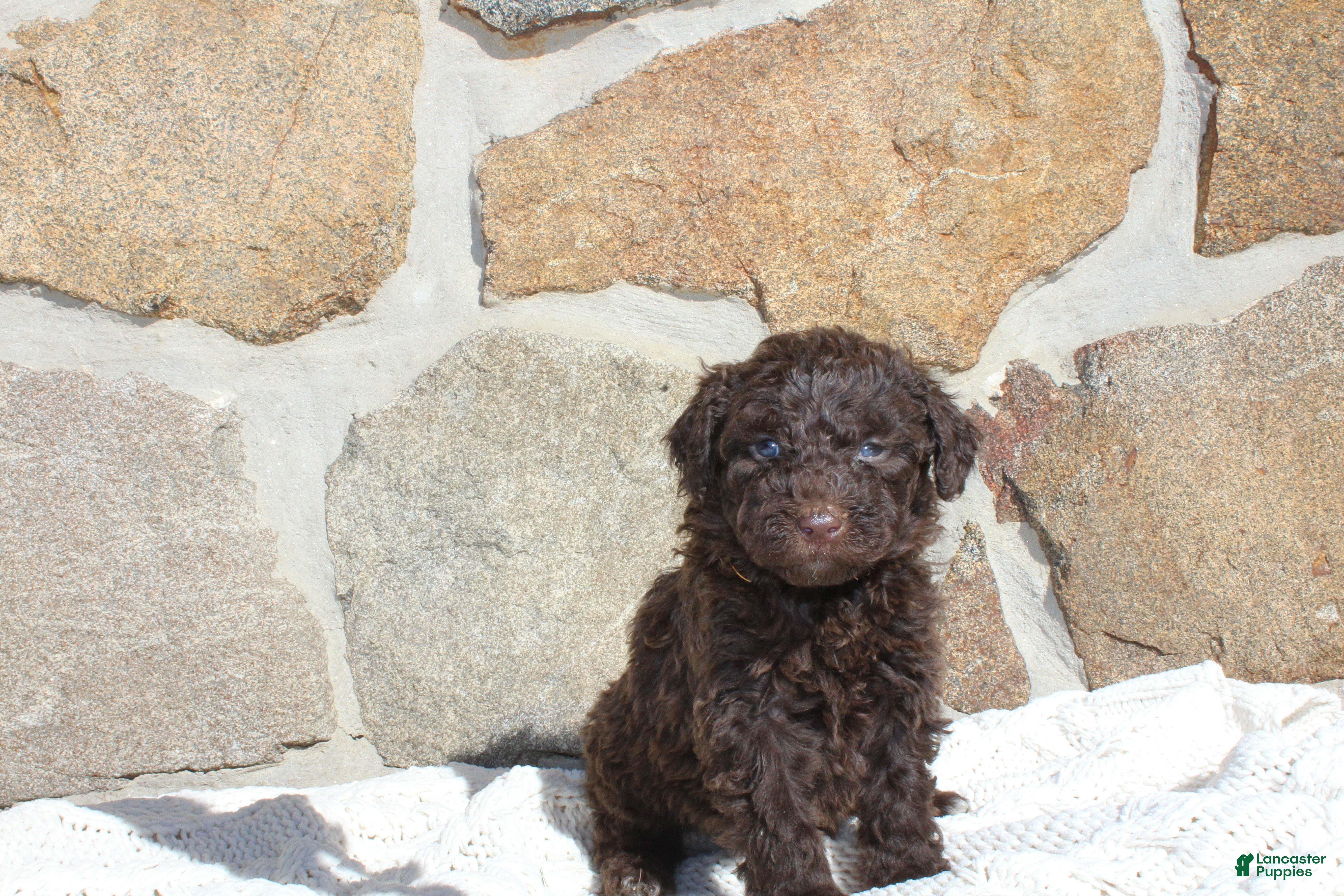 Portuguese Water Dog dogs Mason - Ad 11
