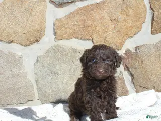 Portuguese Water Dog dogs Mason - Ad 11