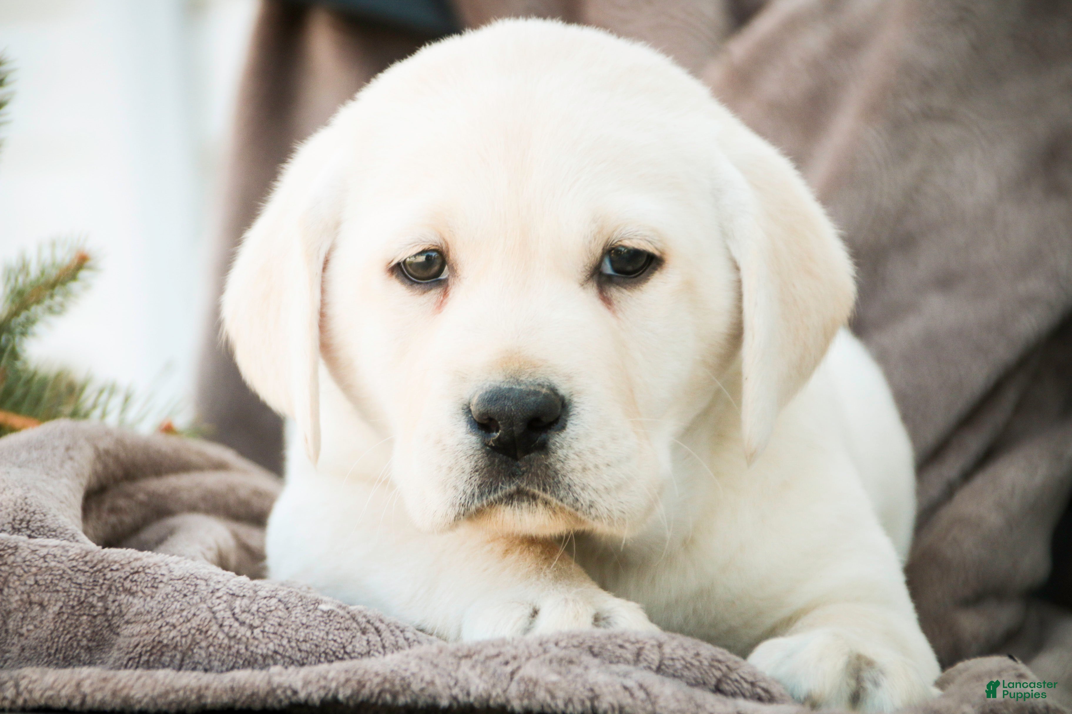 Labrador Retriever dogs Shelby - Ad 2