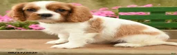 Cavalier King Charles Spaniel dogs for sale: Aspen - Ad 5
