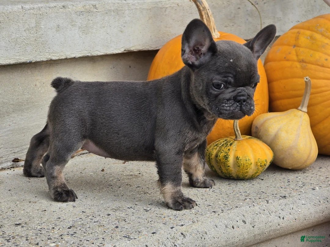 French Bulldog dogs for sale: French Bulldog 1 - Ad 5