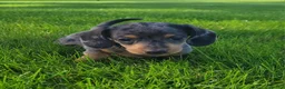 Miniature Dachshund dogs for sale: Trigger  - Ad 20