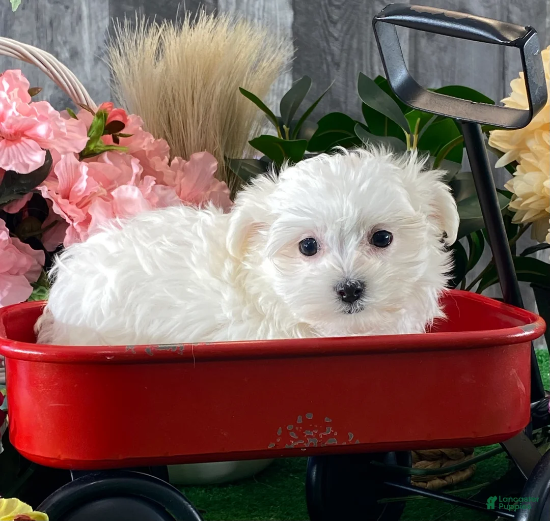 Maltese dogs for sale: Mya - Ad 3