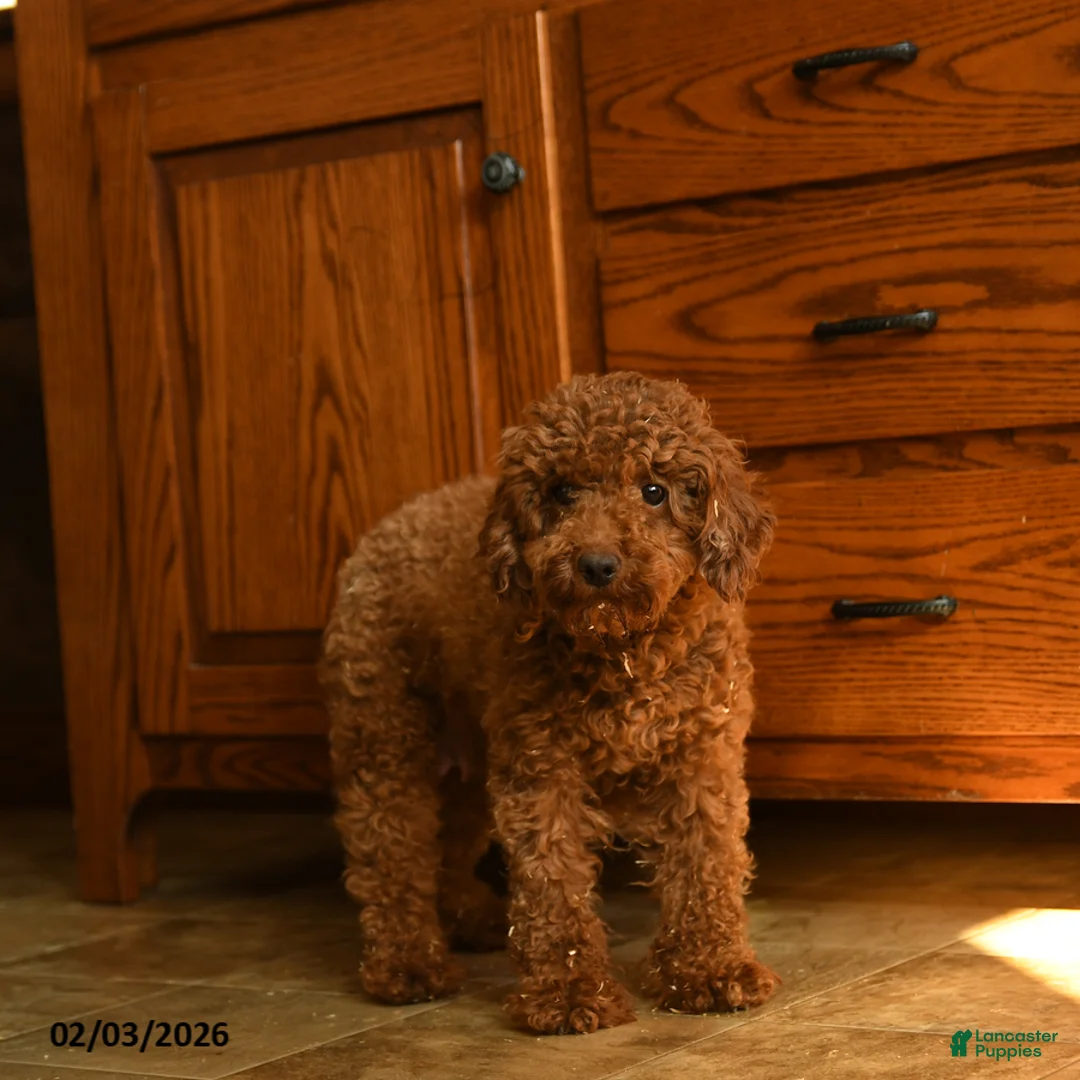 Miniature Poodle dogs for sale: Kylie - Ad 6