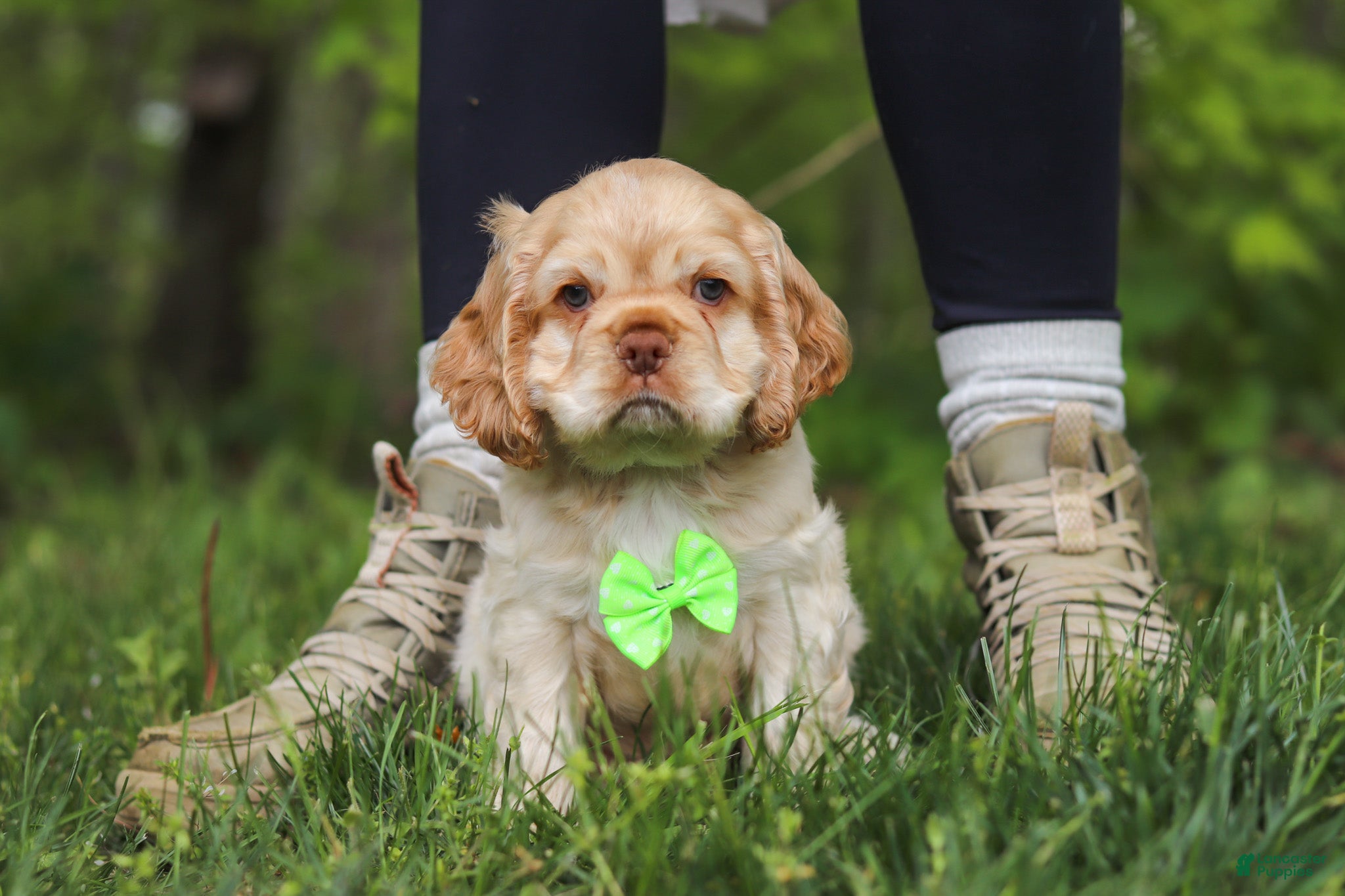 Cocker Spaniel dogs Clark - Ad 1