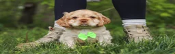 Cocker Spaniel dogs for sale: Clark - Ad 1