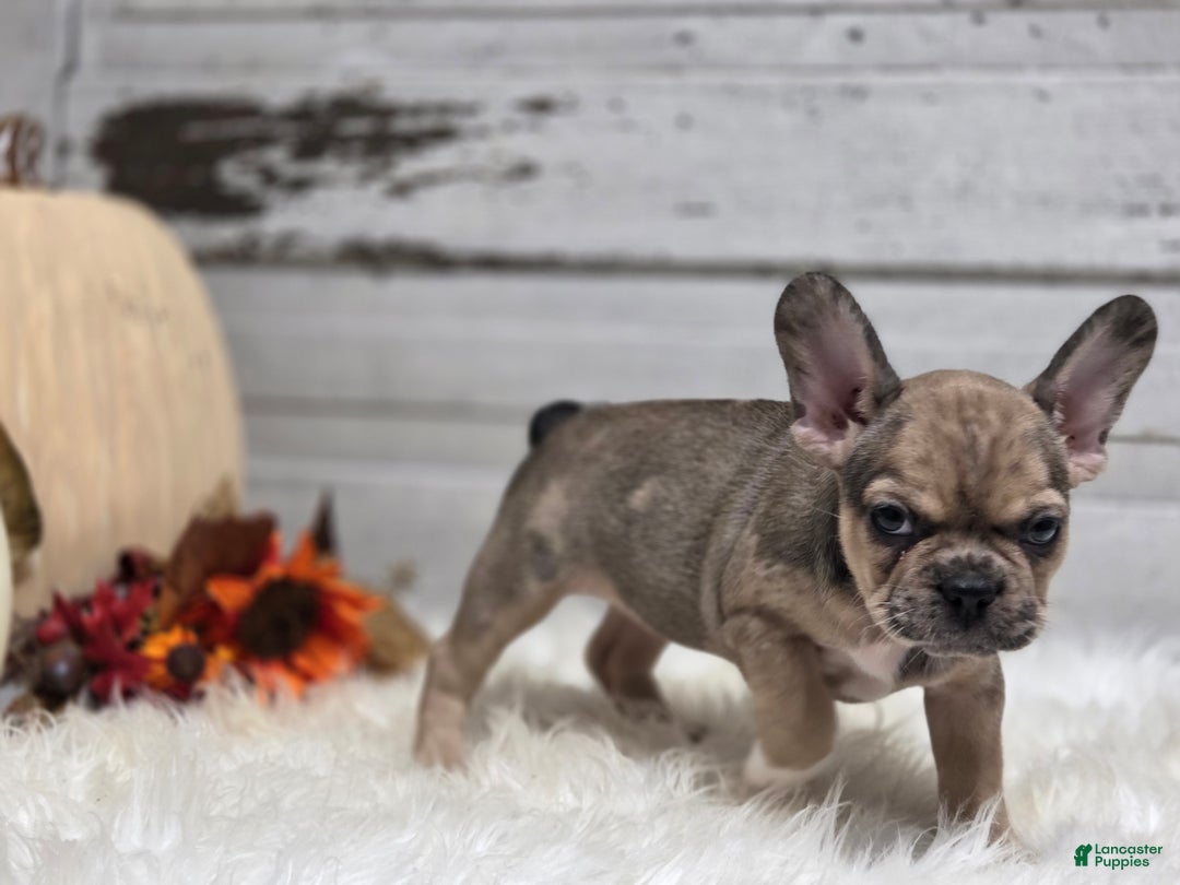 French Bulldog dogs for sale: Piper - Ad 5