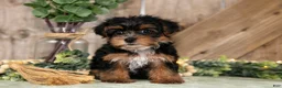 Yorkshire Terrier dogs for sale: Taffy - Ad 1