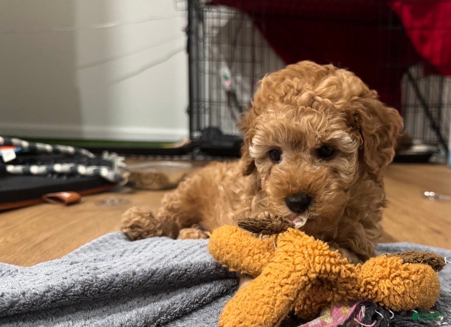 Miniature Poodle dogs Macchiato  - Ad 40