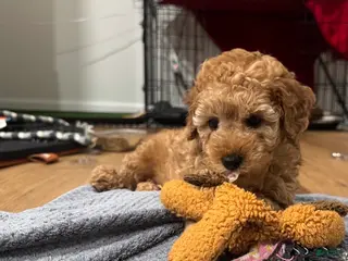 Miniature Poodle dogs Macchiato - Ad 40