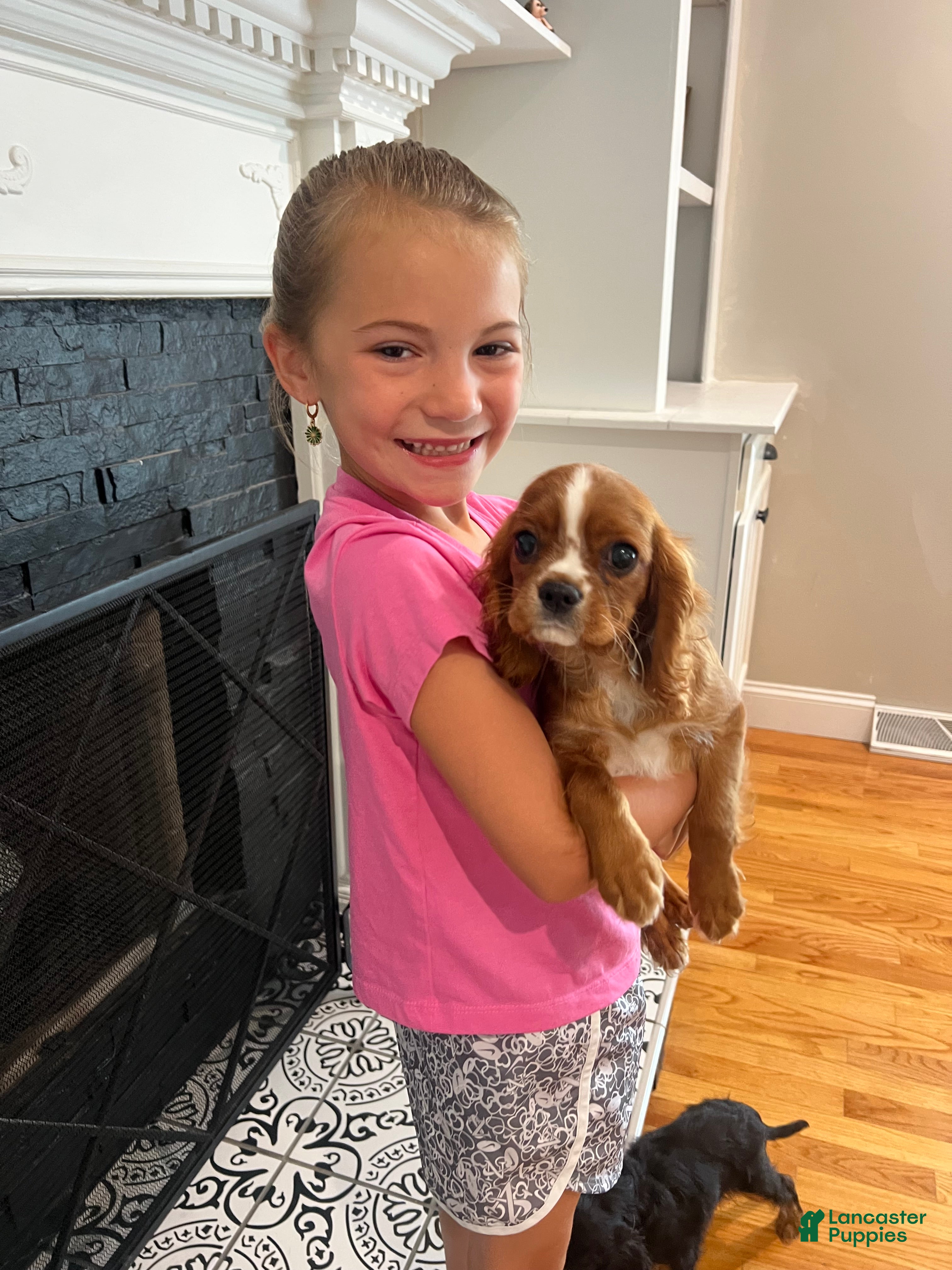 Cavalier King Charles Spaniel dogs Ruby boy 1 - Ad 1