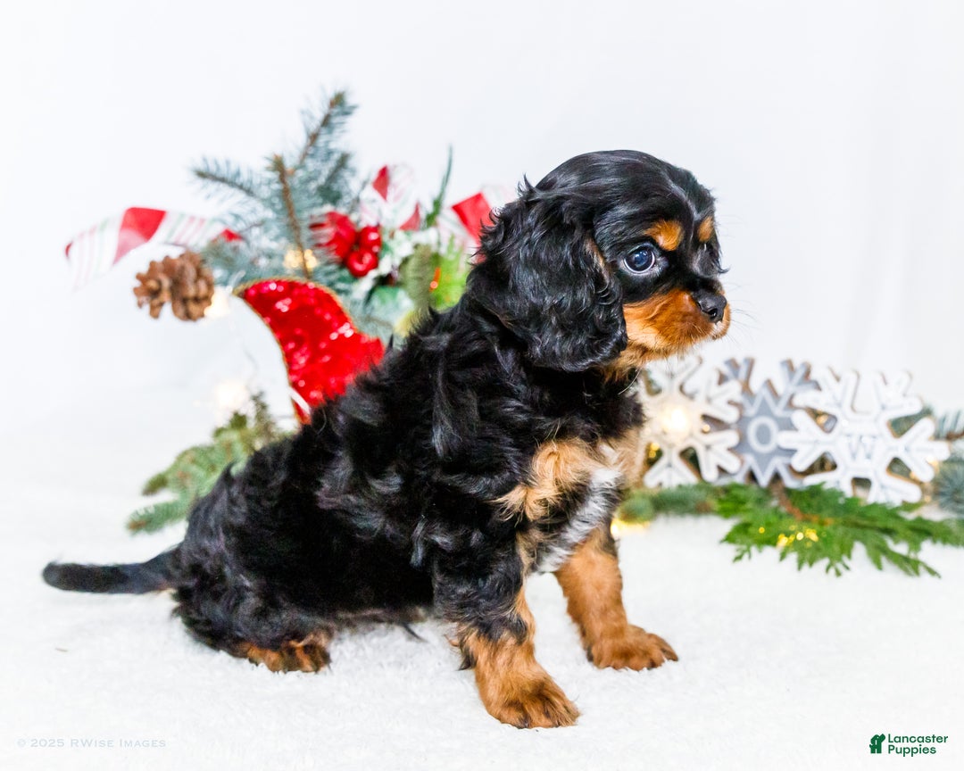 Cavalier King Charles Spaniel dogs for sale: Cocoa - Ad 9