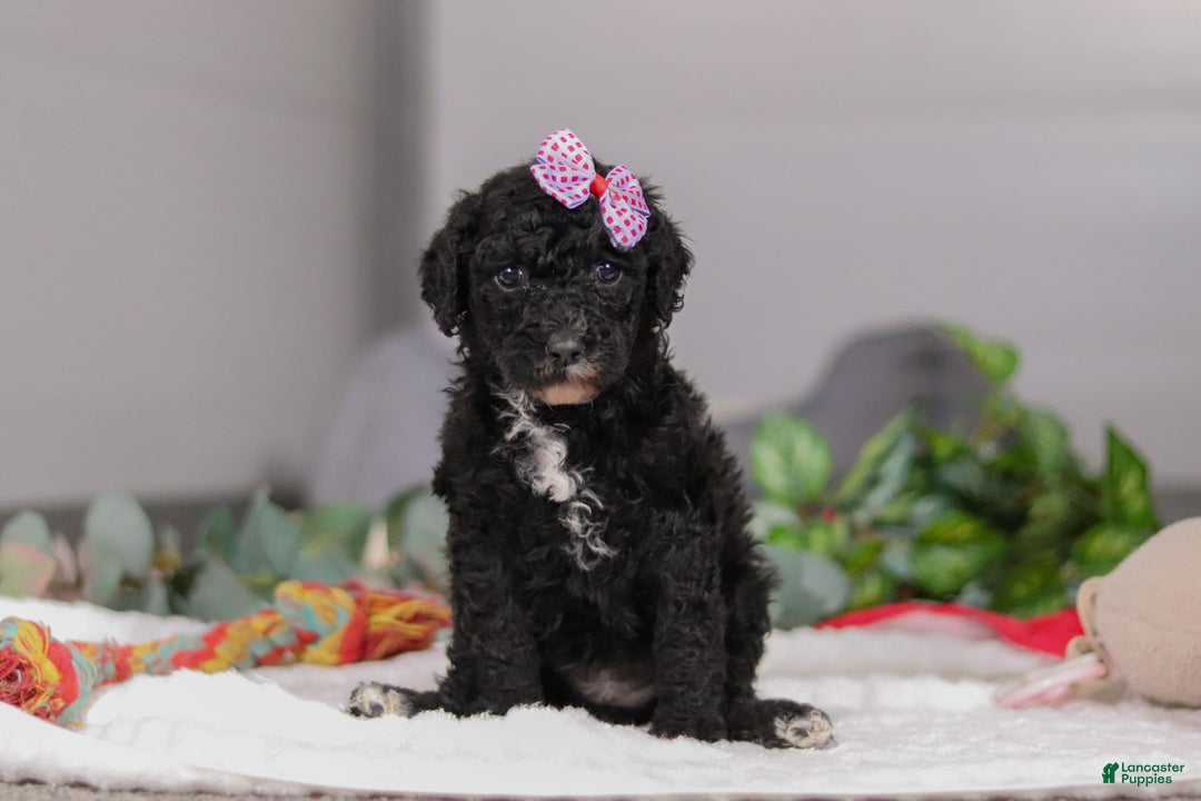 Standard Poodle dogs for sale: Avery - Ad 3